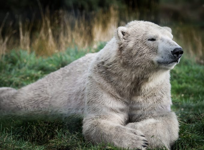 Wallpaper Polar bear, look, cute animals, Animals 681405290